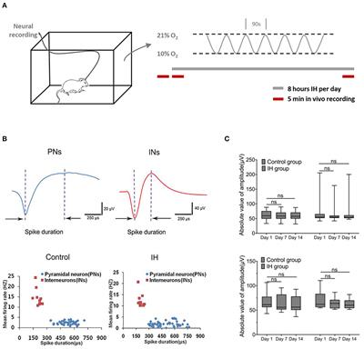 Chronic Intermittent Hypoxia-Induced Aberrant Neural Activities in the Hippocampus of Male Rats Revealed by Long-Term in vivo Recording